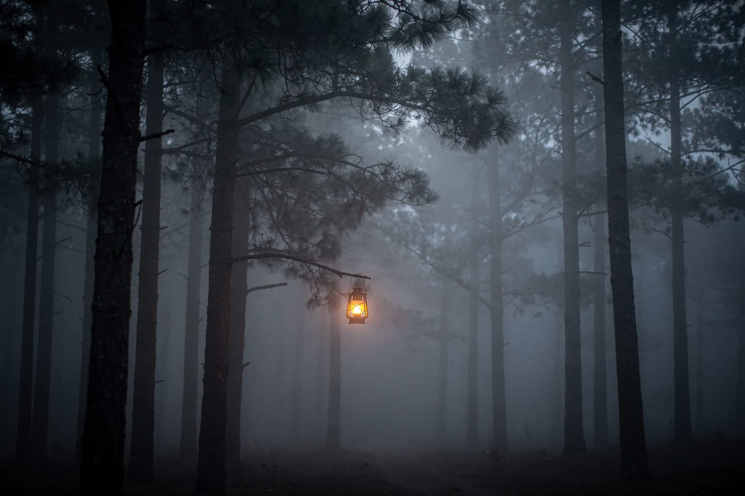 Kiefern im Nebel, eine Laterne brennt